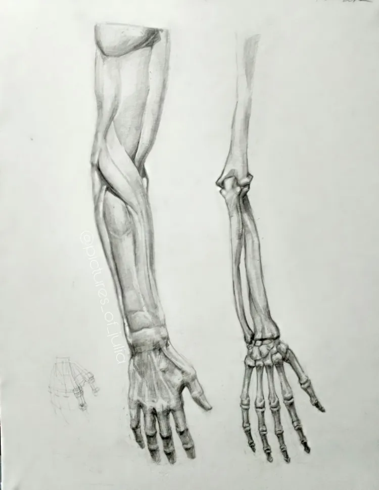 Академический рисунок кисти руки кости