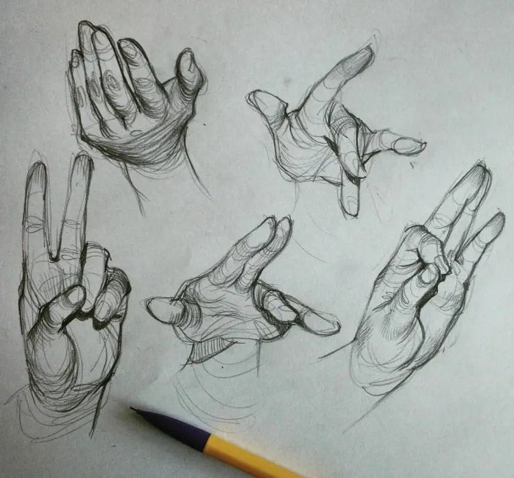 Анатомия руки человека для художников