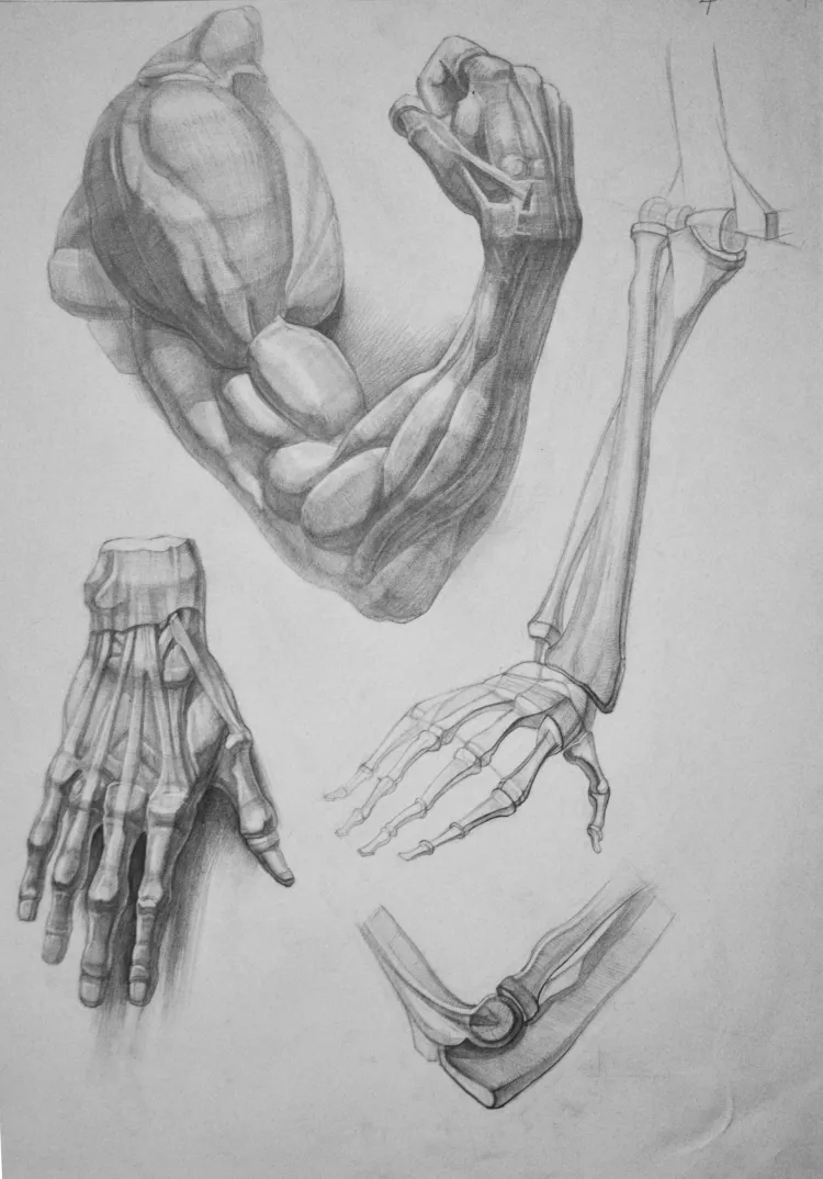 Стопа анатомия Академический рисунок