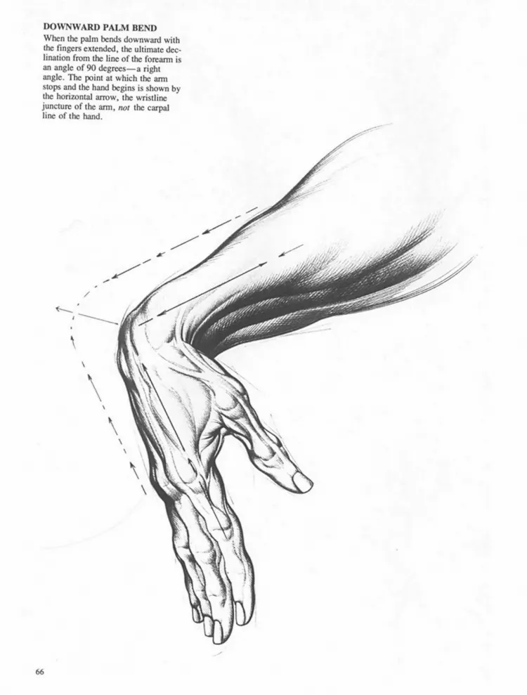 Анатомия согнутая рука